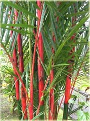 Bambus czerwony
